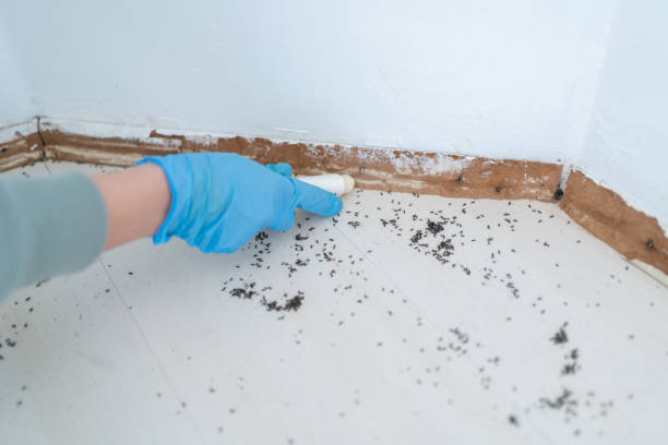 Best Affordable Pest Control Services  in Ship Bottom, NJ